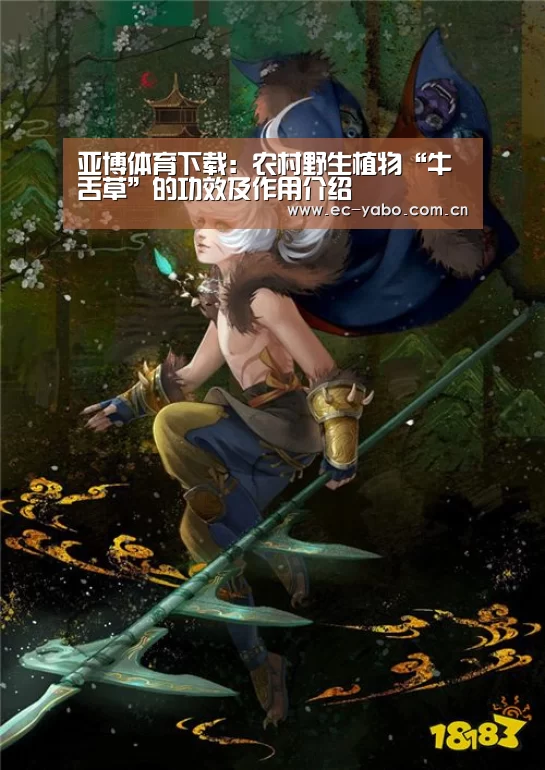亚博体育下载:农村野生植物“牛舌草”的功效及作用介绍(图2) 亚博体育