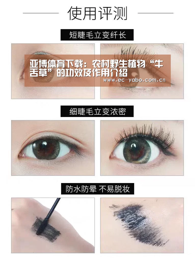 亚博体育下载:农村野生植物“牛舌草”的功效及作用介绍(图1) 亚博官网
